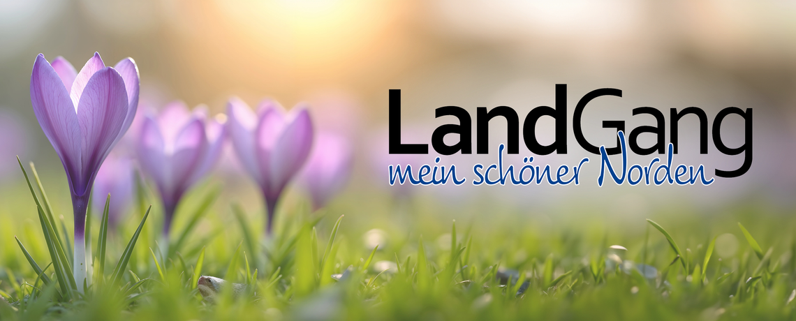 Krokusse mit dem Logo LandGang meiner schöner Norden